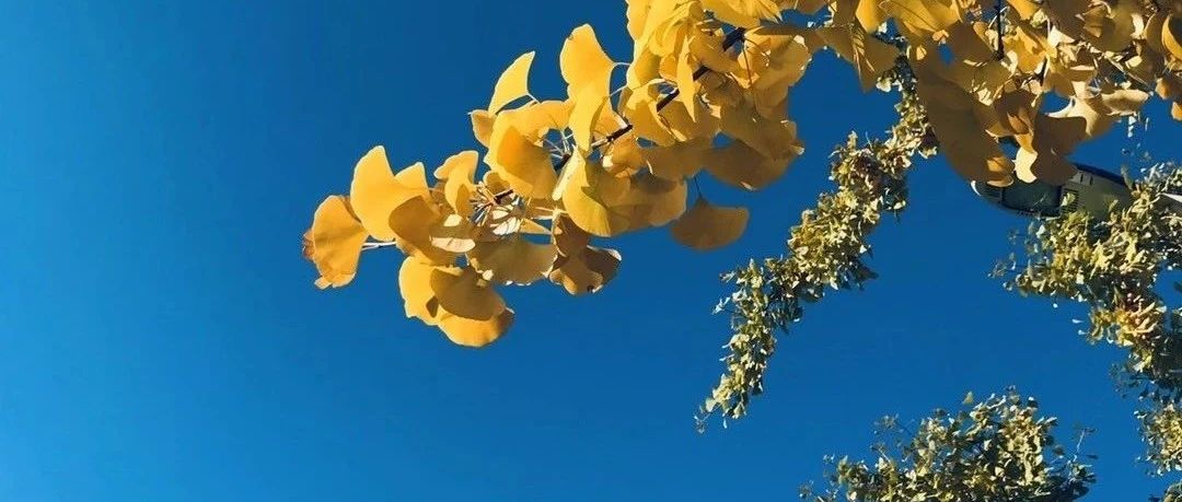 中國石油大學(xué)（北京）經(jīng)濟(jì)管理學(xué)院2023年工商管理碩士（MBA）調(diào)劑工作實(shí)施細(xì)則