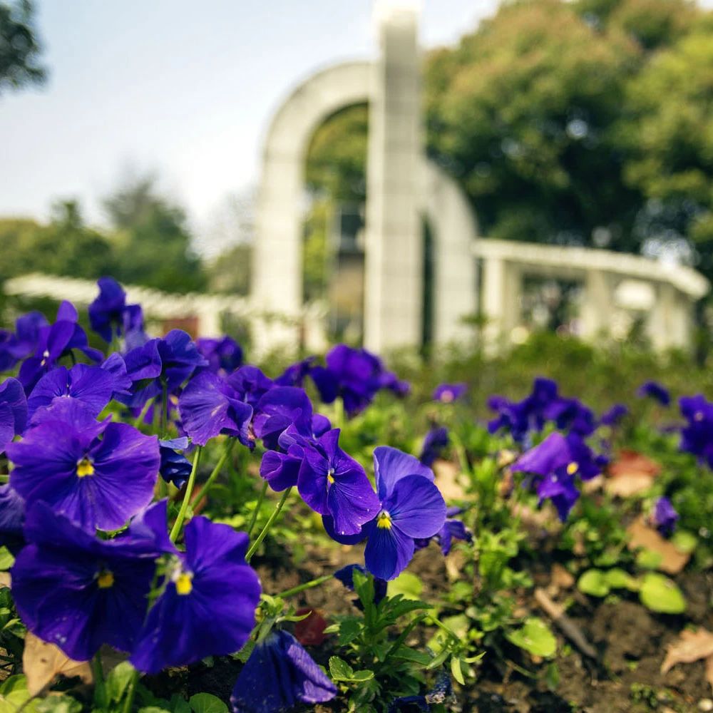 【華理中澳MBA校友故事】遇見(jiàn)了一束光，你會(huì)越走越堅(jiān)定