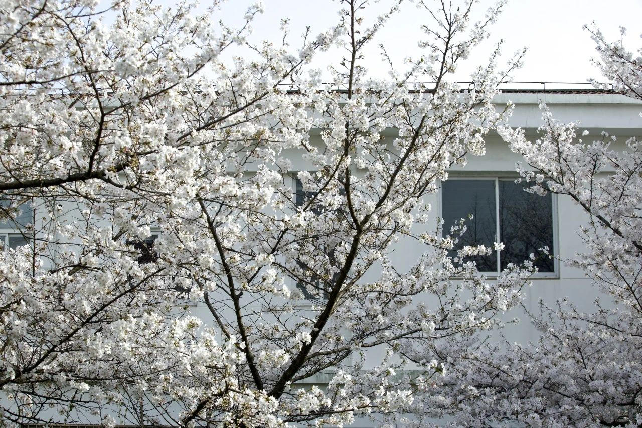 校園開放日丨歡迎加盟南財MBA，共赴一場春日繁花之約！