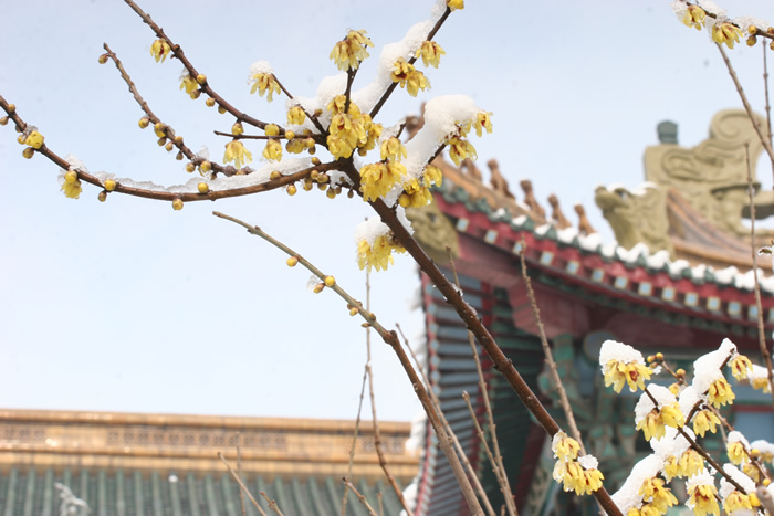 上海體育大學－MBA項目（全日制）