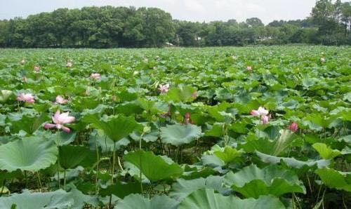 1507528402817400.png 1507528402817400.png