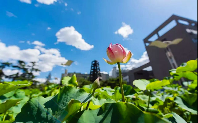 1550459503466550.jpg 20190218-1.jpg